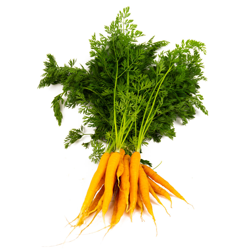 Carottes
